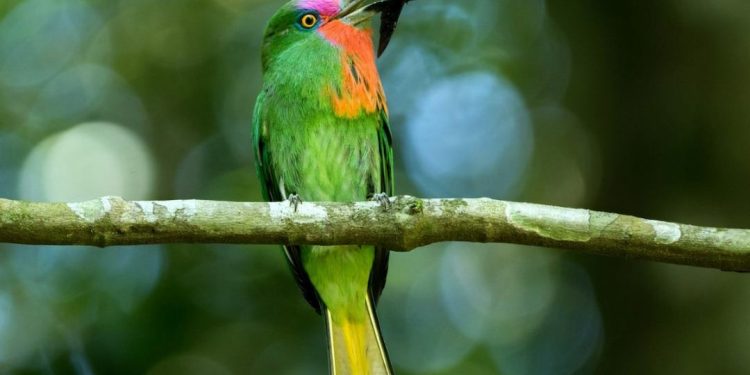 Kỹ thuật nuôi chim ngũ sắc giúp chim khỏe và có màu đẹp