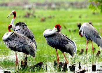 Ngắm sếu đầu đỏ độc đáo tại Tràm Chim