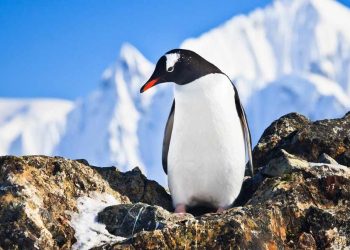 Các loài chim cánh cụt còn tồn tại trên thế giới hiện nay