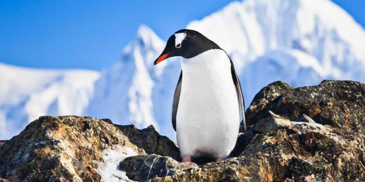 Các loài chim cánh cụt còn tồn tại trên thế giới hiện nay