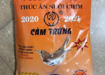 Cám cho chim sẻ trên thị trường có những loại nào tốt?