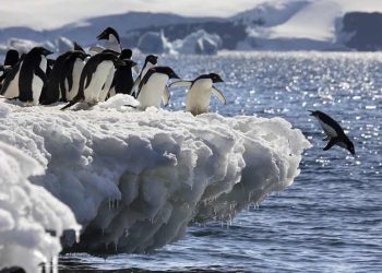 Chim cánh cụt hoàng đế sắp tuyệt chủng vì biến đổi khí hậu