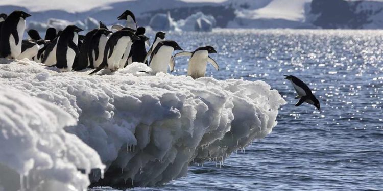 Chim cánh cụt hoàng đế sắp tuyệt chủng vì biến đổi khí hậu