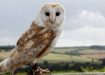 Chim lợn kêu báo hiệu điều gì? Có phải mang tới điềm xui?