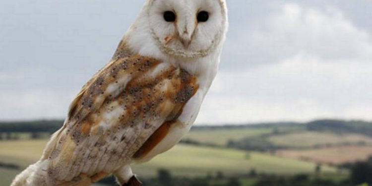 Chim lợn kêu báo hiệu điều gì? Có phải mang tới điềm xui?