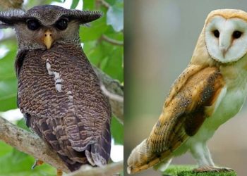 Chim lợn và cú mèo có đặc điểm gì? Có khác nhau hay không?