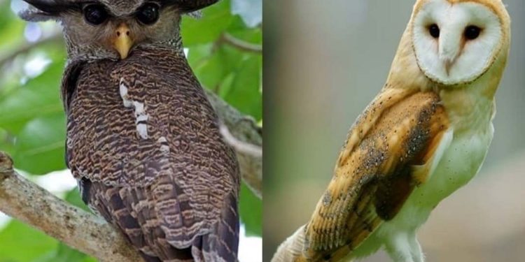 Chim lợn và cú mèo có đặc điểm gì? Có khác nhau hay không?