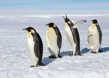 Đặc điểm của chim cánh cụt có gì đặc biệt so với loài khác?