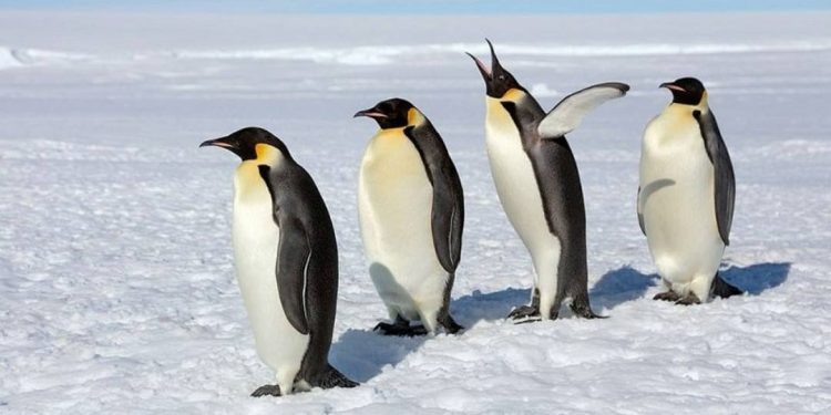 Đặc điểm của chim cánh cụt có gì đặc biệt so với loài khác?