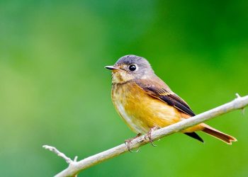 Đặc điểm của chim sẻ về tập tính, ngoại hình, nguồn gốc