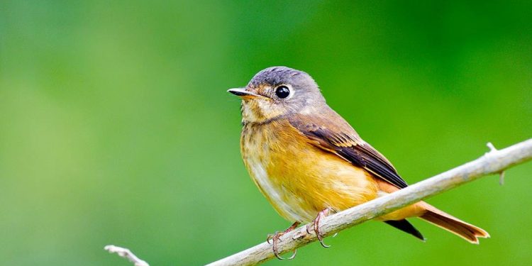 Đặc điểm của chim sẻ về tập tính, ngoại hình, nguồn gốc