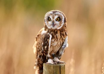 Đuổi chim lợn bằng cách nào để tránh ảnh hưởng nhà yến