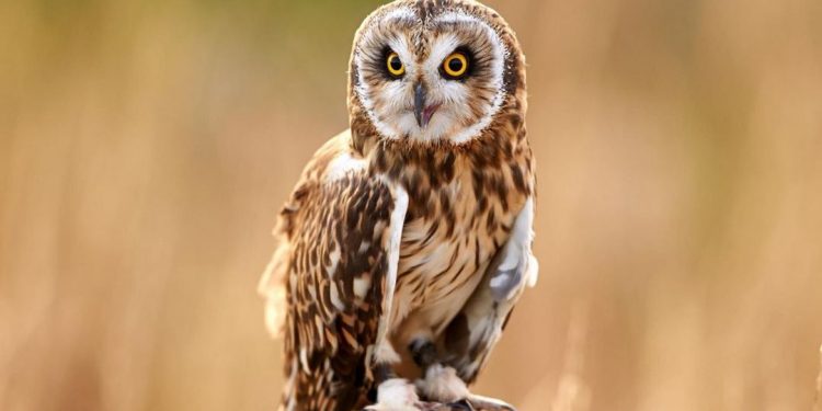 Đuổi chim lợn bằng cách nào để tránh ảnh hưởng nhà yến