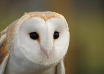 Khả năng săn mồi của chim lợn rất bén dưới ánh trăng