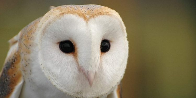 Khả năng săn mồi của chim lợn rất bén dưới ánh trăng