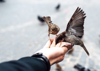 Kỹ thuật nuôi chim sẻ giúp mang lại năng suất kinh tế cao