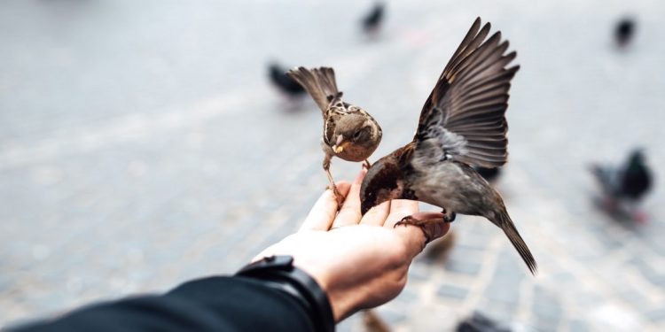 Kỹ thuật nuôi chim sẻ giúp mang lại năng suất kinh tế cao