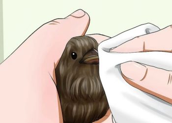 Nuôi chim sẻ non tại nhà khi chim bị bố mẹ bỏ rơi khỏi tổ