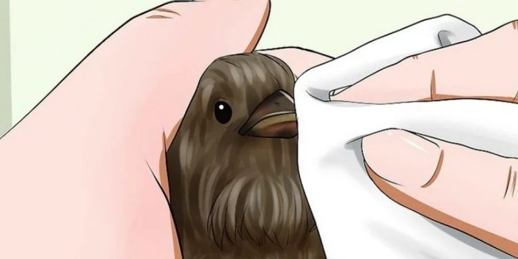 Nuôi chim sẻ non tại nhà khi chim bị bố mẹ bỏ rơi khỏi tổ