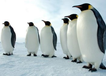 Sự thật về chim cánh cụt đầy thú vị khiến bạn sẽ bất ngờ