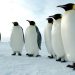 Sự thật về chim cánh cụt đầy thú vị khiến bạn sẽ bất ngờ