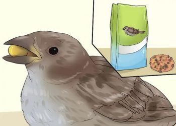 Thức ăn cho chim sẻ theo từng giai đoạn phát triển