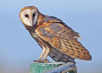 Ý nghĩa của chim lợn là gì? Tại sao chim lợn lại xui xẻo?