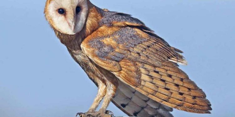 Ý nghĩa của chim lợn là gì? Tại sao chim lợn lại xui xẻo?