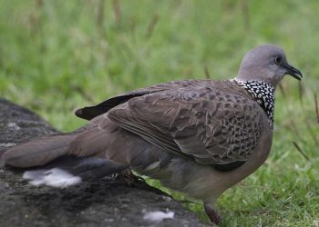 Cách chăm sóc chim cu gáy như thế nào? Đặc điểm của chim