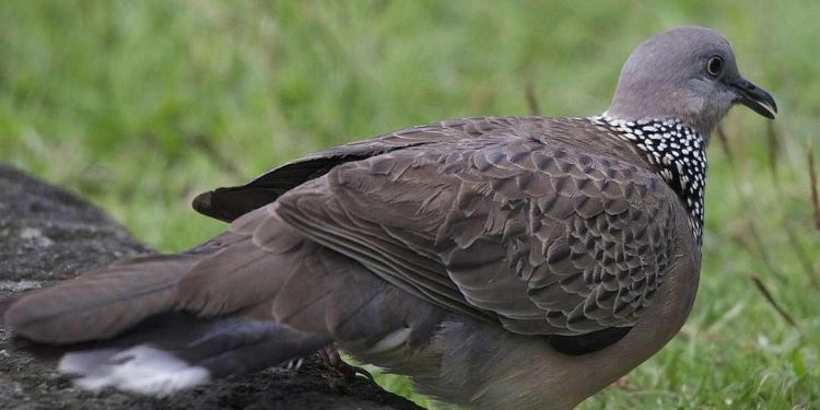 Cách chăm sóc chim cu gáy như thế nào? Đặc điểm của chim