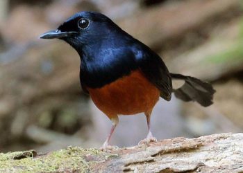 Cách nuôi chim chích chòe lửa hiệu quả, cho tiếng hay