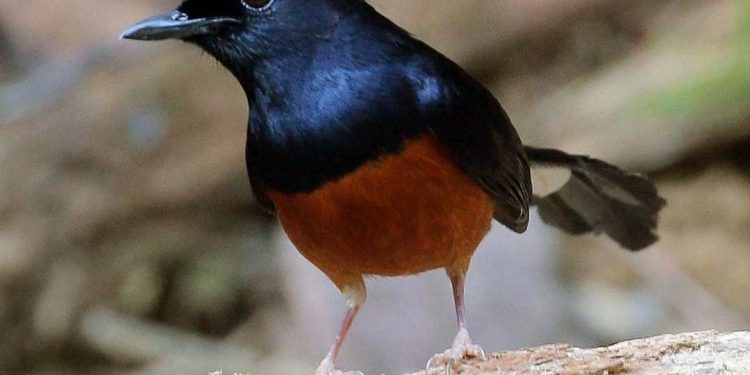 Cách nuôi chim chích chòe lửa hiệu quả, cho tiếng hay