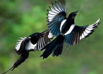 Cách nuôi chim chích chòe than và hướng dẫn nhận biết bệnh