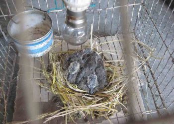 Cách nuôi chim cu gáy non như thế nào cho hiệu quả nhất?