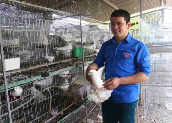 Chim bồ câu Pháp nuôi như thế nào cho hiệu quả nhất?