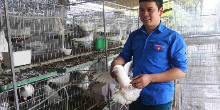 Chim bồ câu Pháp nuôi như thế nào cho hiệu quả nhất?