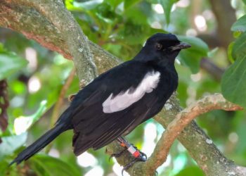 Chim chích chòe đất nuôi như thế nào để chim khỏe, hót hay?