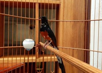 Chim chích choè lửa – Tìm hiểu về tập tính của loài chim