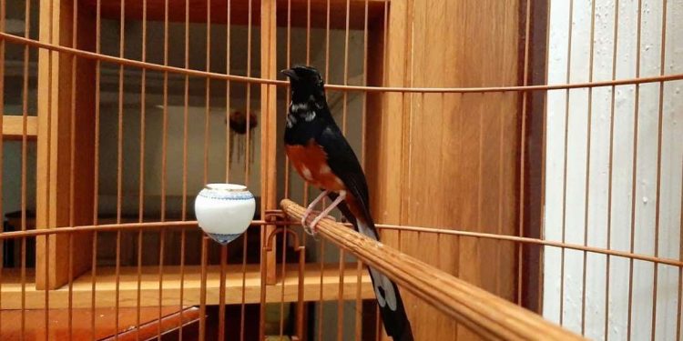 Chim chích choè lửa – Tìm hiểu về tập tính của loài chim