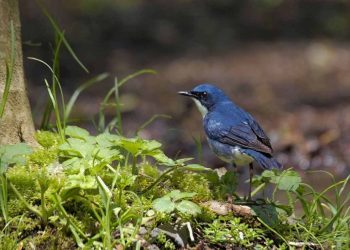 Chim chích chòe than – Loài chim có giọng hót thanh thót
