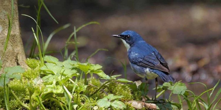 Chim chích chòe than – Loài chim có giọng hót thanh thót