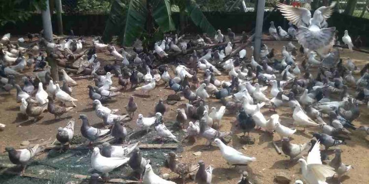 Chim cu gáy Pháp có đặc điểm như thế nào? Nuôi có dễ không?