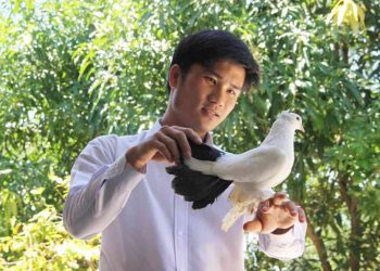 Nuôi chim bồ câu như thế nào để mang lại hiệu quả cao