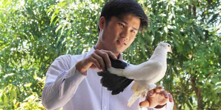 Nuôi chim bồ câu như thế nào để mang lại hiệu quả cao