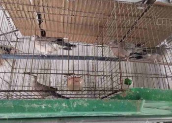 Nuôi chim cu gáy sinh sản cần biết những kiến thức gì?