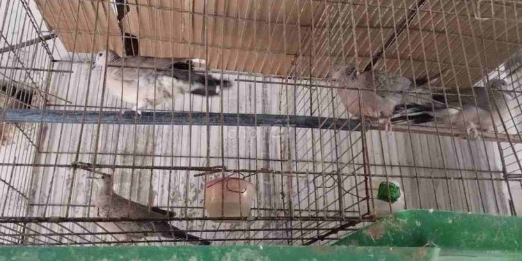 Nuôi chim cu gáy sinh sản cần biết những kiến thức gì?