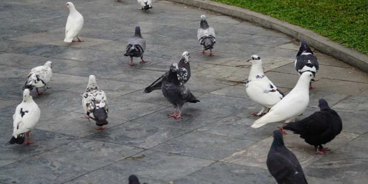 Phòng bệnh cho chim bồ câu bằng cách nào hiệu quả nhất?