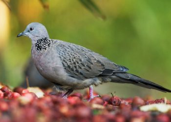 Thức ăn cho chim cu gáy theo từng thời kỳ phát triển