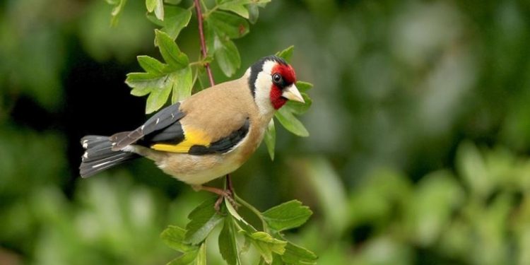 Bẫy chim sâu xanh bằng cách nào để đạt hiệu quả cao?