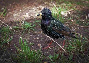 Các loại chim sao: Đặc điểm, tên gọi, tập tính của chim